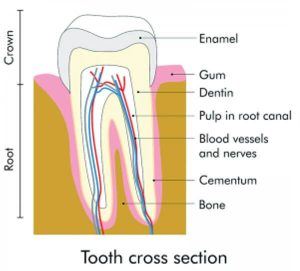 tooth cross section image