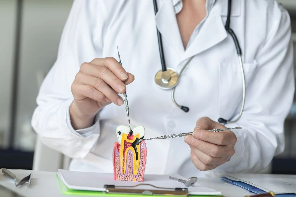 Dentist showing a tooth model